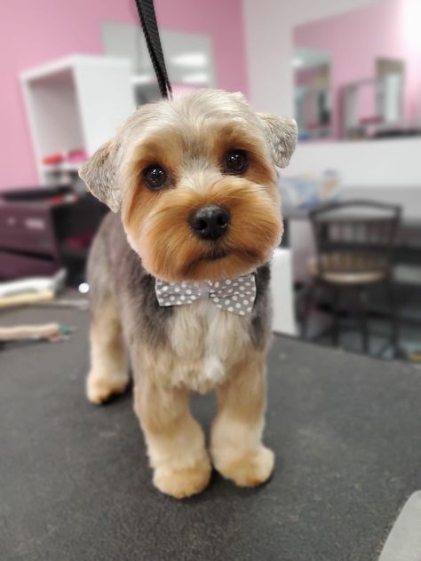 Dog Haircuts Yorkie, Yorkie Puppy Haircuts Female, Morkie Teddy Bear Haircut, Yorkiepoo Haircut Styles, Parti Yorkie Haircut, Floppy Ear Yorkie Haircuts, Teddy Bear Yorkie Haircut, Male Yorkie Hairstyles, Short Yorkie Haircut