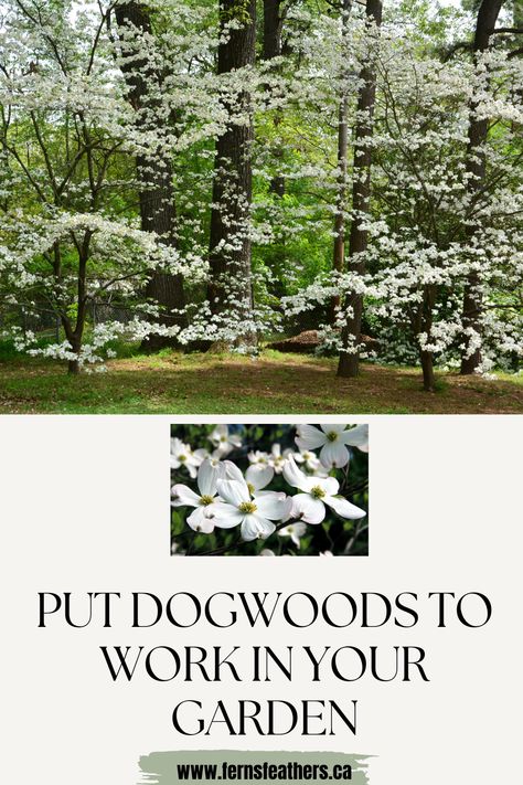 Dogwoods are spectacular trees for almost every garden. They are considered understory trees so they do not grow too tall. But it's their spring flowers that are breathtaking in the garden. But that's not all they bring to our gardens. In the summer those flowers turn to berries that birds and other wildlife love and the berries are replaced by beautiful fall colour. And, there are many different types to suit everyones needs. Check out my post for my top six dogwood varieties. Flowering Dogwood Tree Front Yards, Dogwood Trees In Landscaping, Dogwood Varieties, Dogwood Tree Landscaping, Understory Trees, White Dogwood Tree, Pink Dogwood Tree, Africa Trees, Pacific Dogwood