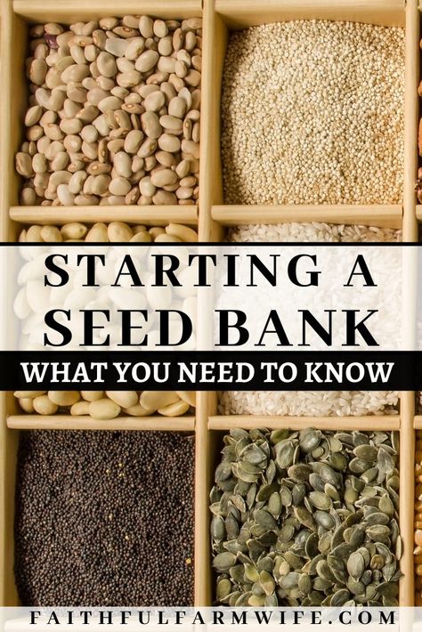 How To Store Seeds, Survival Gardening, Seed Pack, Heirloom Vegetables, Seed Bank, Seed Saving, Food Garden, Heirloom Seeds, Seed Starting