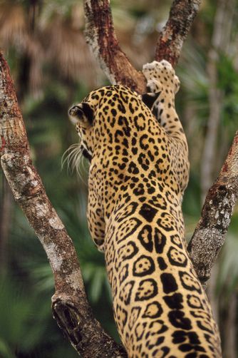 beautiful back pattern - Jaguar Jaguar Spots, Frans Lanting, Jaguar Animal, Wildlife Animals, Leopards, Animal Wallpaper, Lynx, Animal Photo, Beautiful Cats