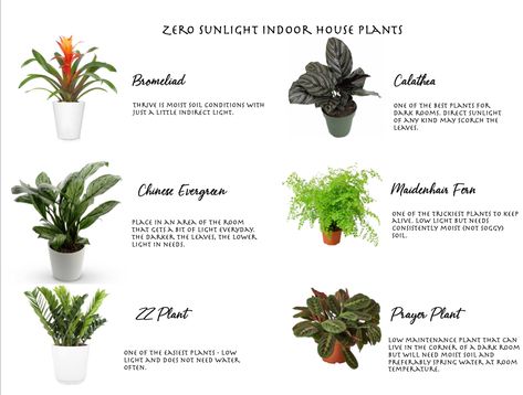 Plants That Can Survive Without Sunlight, Zero Sunlight Plants, Plants That Require No Sunlight, Plants That Survive With No Light, Indoor Plants That Need No Sunlight, No Sunlight Plants Indoor, Indoor Plants That Dont Need Sunlight, Zero Light Plants, Zero Sunlight Indoor Plants