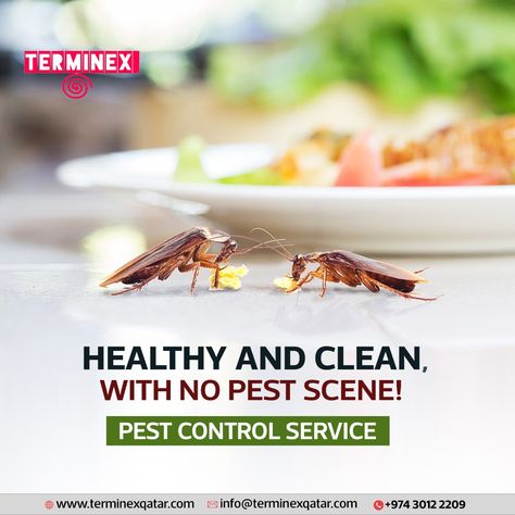 Pests causing chaos? Our expert teams are here to help! From hospitals to homes, we provide comprehensive pest control services to ensure your space stays pest-free. Say goodbye to unwanted guests! 🚪🐜  Contact us now to schedule your pest control and deep cleaning service:  📞 +974-30122209 📧 info@terminexqatar.com German Cockroach, Cockroach Control, Deep Cleaning Services, Facility Management, Pest Control Services, Ig Post, Commercial Kitchen, Pest Control, Cleaning Service