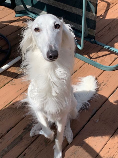 Borzoi Puppy, Silken Windhound, Borzoi Dog, Pet Organization, Dogs Cute, Cute Dog Pictures, Silly Dogs, Pets Dogs, Silly Animals