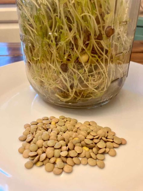 Growing Lentils For Chickens (the easy way) - Just Homemaking Growing Lentils For Chickens, Lentils For Chickens, Growing Lentils, Sprouting Lentils, Duck Treats, Molting Chickens, Lentils Benefits, Perfect Chaos, Chicken Tractors