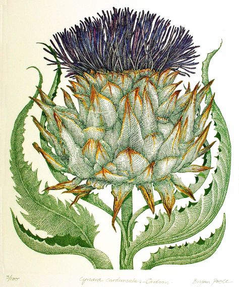 Cynara Cardunculus, Thistle Painting, Illustration Botanique, Botanical Drawings, Plant Illustration, Sewing Art, Leaf Art, Ink Pen Drawings, Colorful Drawings