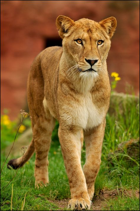 ~~Killer Queen ~ Barbary Lioness by ~Svenimal~~ Female Lion, Pic Inspiration, Lion And Lioness, Lion Pictures, Pretty Animals, Tiger Tattoo, Large Cats, A Lion, Alam Yang Indah