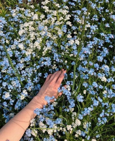 The Grass, A Flower, Blue Flowers, Orange, Yellow, Flowers, Blue