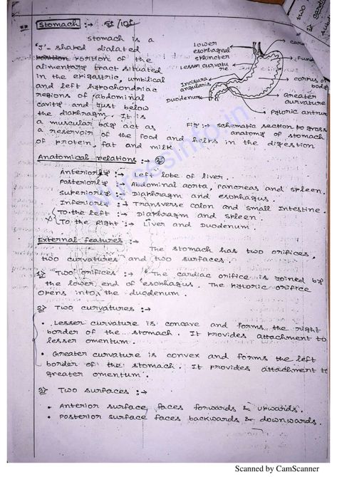 BSc Nursing First Year Anatomy and Physiology Notes/Book (PDF) | nurseinfo Anatomy Physiology Notes, How To Study Anatomy, Anatomy And Physiology Notes, Anatomy And Physiology Book, Physiology Notes, Tissue Biology, Bsc Nursing, Anatomy Flashcards, Note Taking Strategies