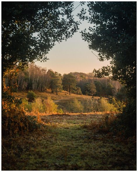 Jack Rowan on Instagram: “Exploring some different perspectives during golden hour over the New Forest 🌞🌲 Which one is your favourite?” Jack Rowan, Painting Mood, Country Summer, The New Forest, Last Day Of Summer, Perspective Drawing, Nature Drawing, Enola Holmes, Different Perspectives