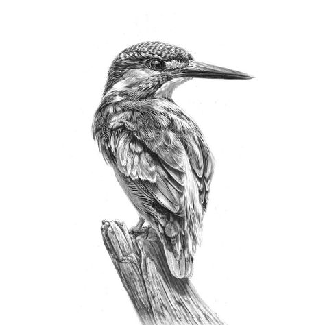 All Prints — Nolon Stacey Realistic Birds Pencil Drawing, Kingfisher Tattoo Black And White, King Fisher Drawing, Black And White Illustration Drawings, King Fisher Tattoo, Birds Pencil Drawing, Nolon Stacey, Sketches Of Birds, Kingfisher Tattoo