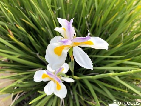 How to Grow and Care for Fortnight Lily (Dietes iridioides) | Florgeous Fortnight Lily, Butterfly Iris, Garden Grasses, African Iris, Lily Care, Scale Insects, Lily Plants, Grasses Garden, Root System