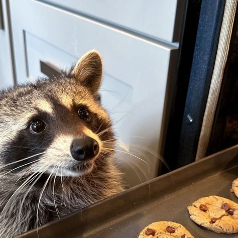 Tito the Raccoon on Instagram: "Hey mom I know you made these for a party later but no one is gonna know if I take just one… or two 🍪🦝😉  • • • • • #raccoon #raccoons #raccoonlife #raccooncafe #raccoonsofinstagram #raccoonbaby #babyraccoon #rocketraccoon #petraccoon #raccoonofinstagram #titotheraccoon #mapache #cute #pets #petsofinstagram #pet #petstagram #petsagram #animal #animals #cuteanimals #cutepets  #petlovers #petsatwork #petlifestyle #petinfluencer #petinstagram" Two Raccoons, Pet Raccoon, Baby Raccoon, Raccoon Dog, Rocket Raccoon, Raccoon Funny, Living In Europe, Pet Life, Mammals