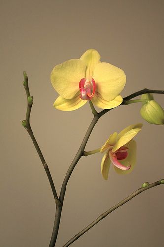 Yellow Orchid, Yellow, Red