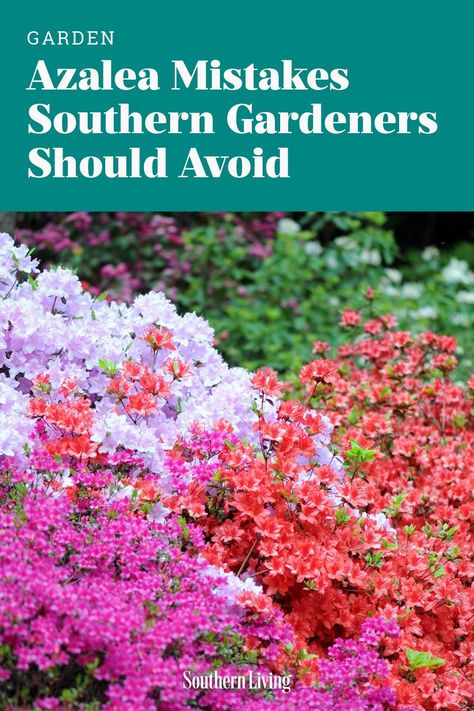 Dodge these rookie mistakes and grow the South's favorite blooming shrub like a pro. Azalea Front Yard Landscaping, Azaleas Landscaping Backyards, Front Yard Azaleas, When To Prune Azaleas Shrubs, Front Yard Landscaping Azaleas, Landscape Ideas With Azaleas, Azealas Bush, How To Trim Azalea Bushes, Pruning Azaleas Shrubs