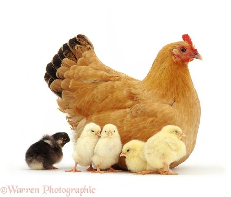 Photograph of Buff bantam hen with chicks. Rights managed white background image. Blue Laced Wyandotte, Hen With Chicks, White Hen, Baby Chicks Raising, Chicken Pictures, Urban Chickens, Beautiful Chickens, Chicken Chick, Hen Chicken