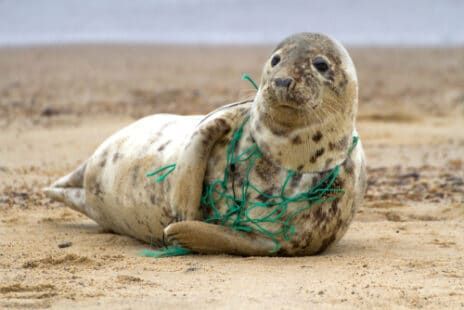 Plastique dans la mer : une pollution qui impacte tout le monde Grey Seal, Norfolk England, Save Our Earth, World Environment Day, Fishing Net, Plastic Pollution, Sea Animals, Norfolk, Pollution