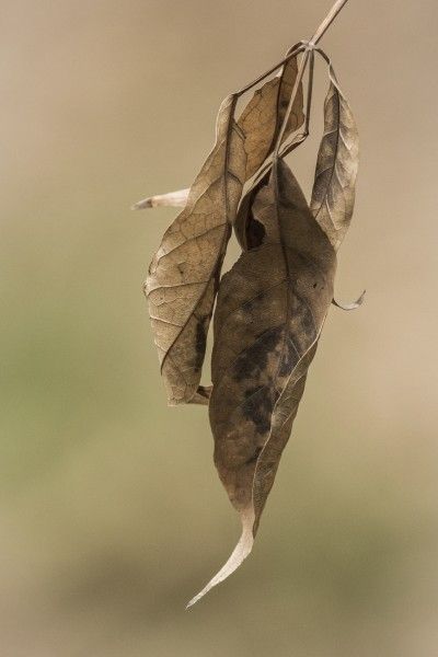 Leaves Dry And Paper Like: Reasons Plant Leaves Are Papery Looking - If you see papery leaves on plants, or if you’ve noticed papery spots on leaves, you have a mystery on your hands. However, there are several possible causes when leaves are papery looking and brittle. Click here for tips to unravel this conundrum. Dry Leaves Photography, Drying Leaves, Dead Leaves, Dry Leaves, Dried Plants, Growth And Decay, Skeleton Drawings, Leaf Photography, Mixed Media Art Canvas