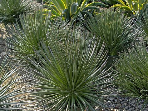 Agave geminiflora – Twin Flowered Agave - See more at: http://worldofsucculents.com/agave-geminiflora-twin-flowered-agave/ Agave Geminiflora, Slope Garden, Roof Plants, Strange Plants, Succulent Potting Mix, Monrovia Plants, Succulent Landscape Design, Succulent Landscaping, Plant Catalogs