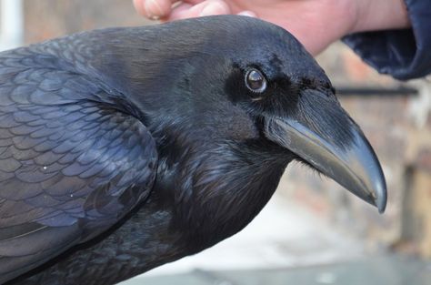 merlin Raven Head, Raven And Wolf, American Crow, Quoth The Raven, Raven Bird, Dark Wings, Raven Tattoo, Crow Art, Jackdaw