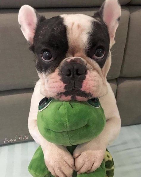 Dogs Labrador, French Bulldog Funny, Bulldog Francese, Bulldog Funny, Springer Spaniels, Frenchie Puppy, Cute French Bulldog, French Bulldog Puppies, Mountain Dogs