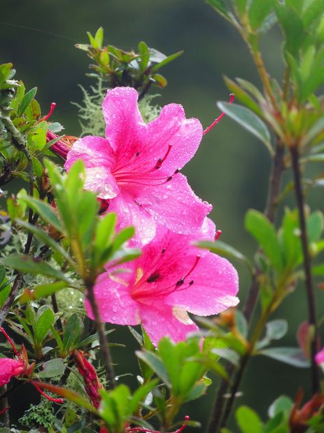 Flower Yushan Azalea, #Flower, #Azalea, #Yushan Flower Azalea, Flowers And Their Meanings, Azalea Flower, Asian Flowers, Flower Meanings, In The Wild, Free Pictures, Free Photo, Book Covers