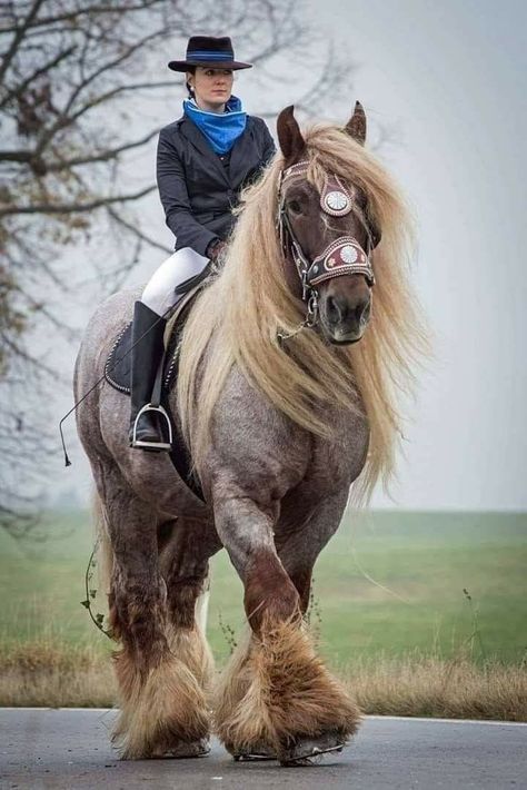 Clydesdale Horses, Big Horses, Most Beautiful Horses, Majestic Horse, All The Pretty Horses, Clydesdale, Majestic Animals, Draft Horses, Cute Horses