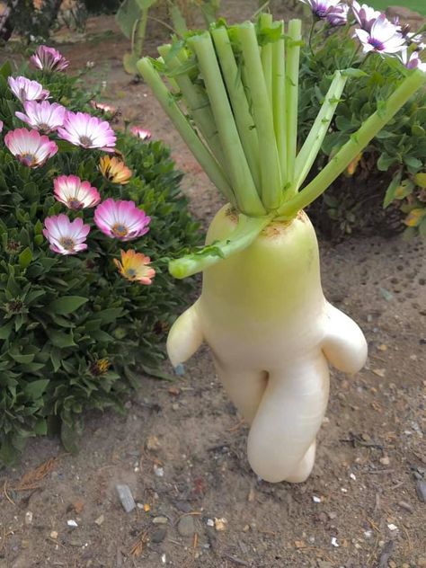 It was found in FB. There is something in Japanese radish Funny Food Pictures, Love Your Mother Earth, White Radish, Weird Fruit, Love Your Mother, Funny Vegetables, Funny Fruit, Food Garnishes, Weird Shapes