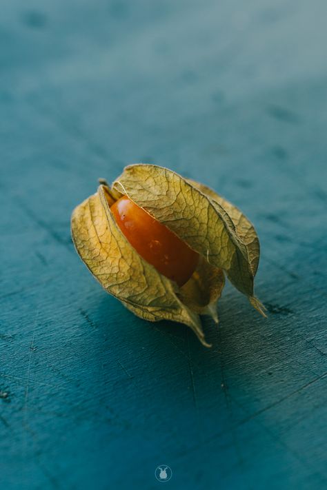 Gooseberry Photography, Fruit Photography Ideas, Vegetable Photography, Dead Nature, Chinese Lanterns Plant, Cape Gooseberry, Nature Reference, Vegetables Photography, Mantra For Good Health