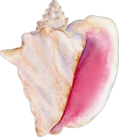 Conch Shell, Conch, Room Decor