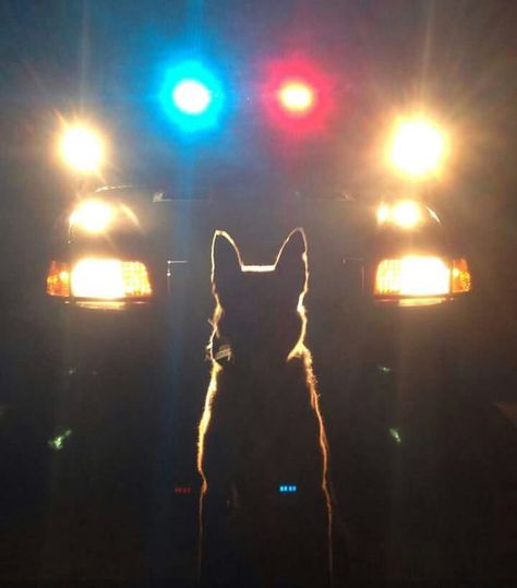 K-9...We See You K9 Police Dogs, K9 Officer, K9 Dogs, K9 Unit, Military Working Dogs, Police Life, Police K9, Military Dogs, Blue Lives