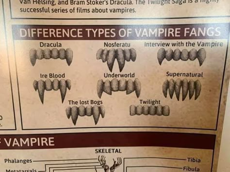 Vampire Anatomy, Supernatural Monsters, Alice Core, Real Vampires, Vampire Dracula, Mystical Animals, Vampire Fangs, Bram Stoker's Dracula, Anatomy Sketches