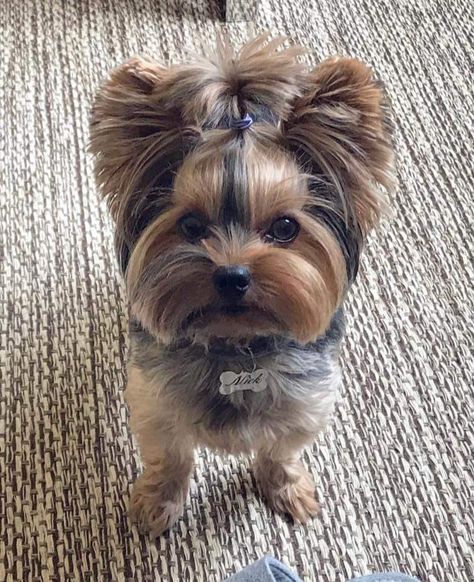 Yorkie Top Knot, Morkie Haircuts, Kiwi Ideas, Doodle Cuts, Yorkie Hairstyles, Biewer Terrier, Yorkie Haircuts, Top Dog Breeds, Teacup Yorkie Puppy