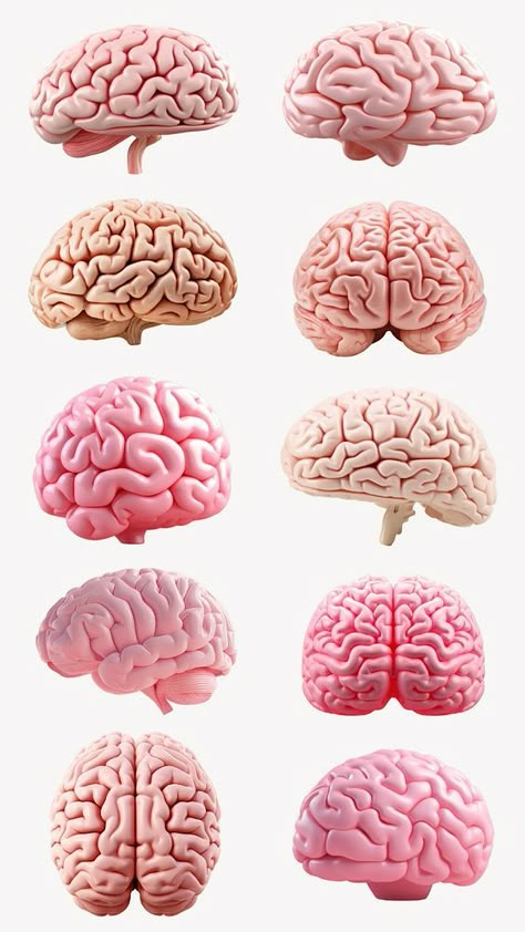 Editable 3d pink human brain design element set | premium image by rawpixel.com / kanate Brain Aesthetic, Brain Png, Anatomy Stickers, Brain Design, Aesthetic Post Ideas, About Brain, Explore Aesthetic, Aesthetic Post, Brain Anatomy