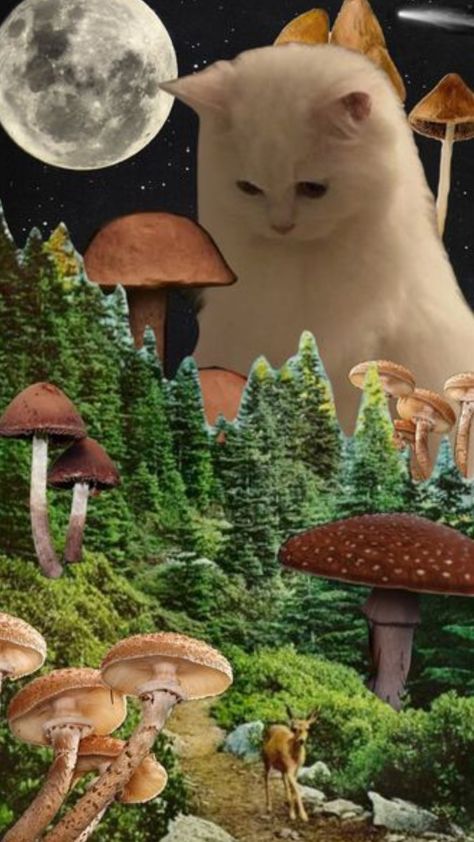 Surrealism Mushroom, Cat And Mushroom, Surreal Wallpaper, Weird Wallpapers, Mushroom Vibes, Weird Wallpaper, Art Mushrooms, Cat Mushroom, Mushroom Background