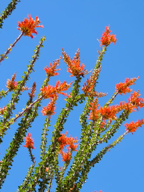 Fire in the sky Ocotillo in bloom Wickenburg, Arizona  by Joy Soleida Ocotillo Plant, Desert Plants Landscaping, Imperial Sand Dunes, Sonora Desert, Business Conference, Desert Flowers, Beautiful Yards, Desert Garden, Desert Art