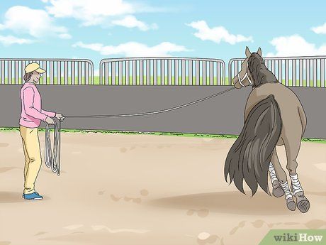 How to Lunge a Horse (with Pictures) - wikiHow Lunging Horse, Polo Wraps, Horse Info, Horse Training, Horse Life, Horse Stuff, A Circle, A Horse, Circus