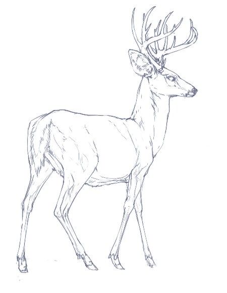 Colin Tattoo, Deer Standing Drawing, White Tail Deer Drawing, Whitetail Deer Drawing, Ghost Sketches, Drawing A Deer, Deer Anatomy, Deer Scenery Drawing, Deer Breeds