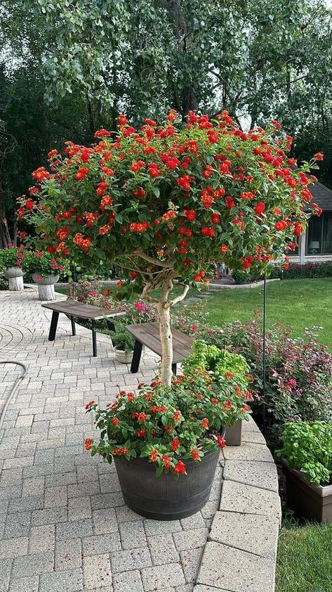 North Texas Gardening | I need a Lantana tree in my life | Facebook North Texas Gardening, Lantana Tree, Texas Gardening, Plants Garden, North Texas, Show Me Your, Garden And Yard, In My Life, Show Me