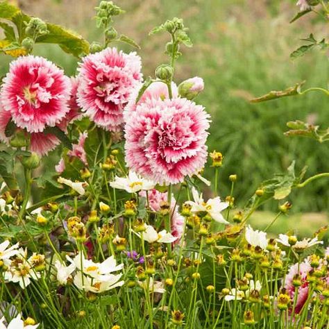 Perennial Cottage Garden, Tickseed Coreopsis, Alcea Rosea, Perennial Border, Hummingbird Garden, Coastal Gardens, Cerise Pink, Attract Pollinators, Buy Plants