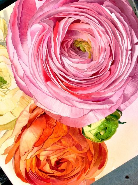 Ranunculus Painting Acrylic, Ranunculus Illustration, Ranunculus Drawing, Ranunculus Painting, Flowers Ranunculus, Kahlo Paintings, Pink Flower Painting, Pink Ranunculus, Minimalist Watercolor