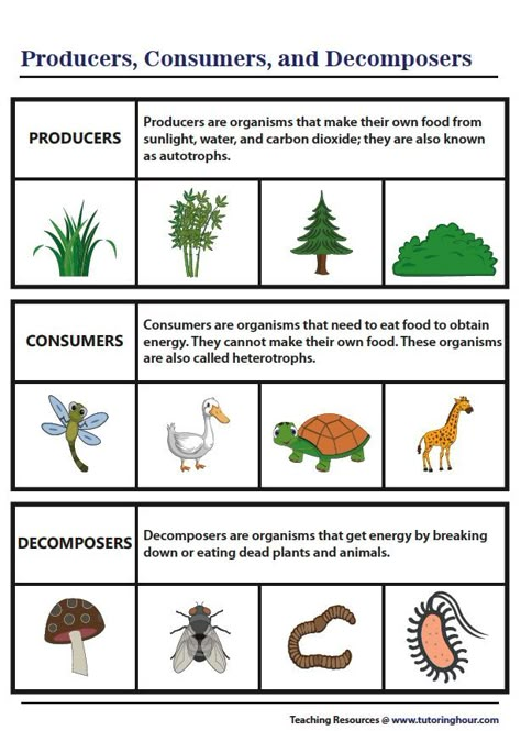 Producers, Consumers, and Decomposers | Chart Decomposers Activity, Producers Consumers Decomposers, Producers And Consumers, Science Chart, Inspirational Classroom Posters, Earth Science Lessons, Second Grade Science, 1 Worksheet, Primary Science