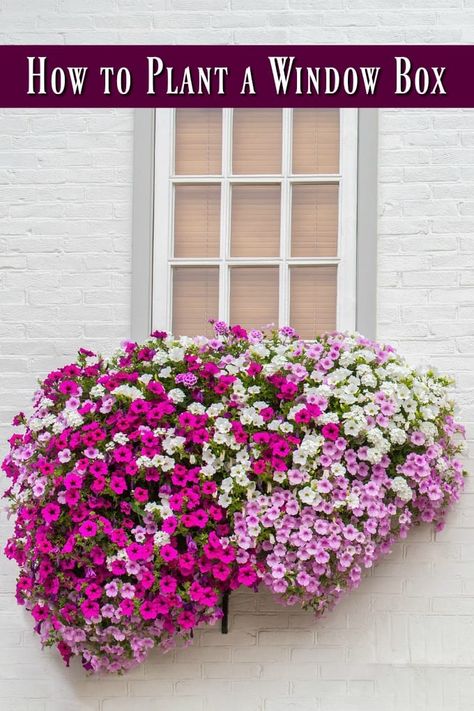 How to Plant a Window Box - Window boxes allow you a lot of gardening freedom, but there is a correct way to do it. Here are the best plants for window boxes and even how to plan a window box! Plants For Window Boxes, Planter Boxes Flowers, Window Baskets, Balcony Flower Box, Window Box Ideas, Window Box Plants, Window Box Garden, Window Planter, Balcony Planters