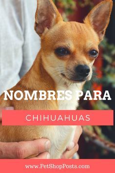 Ideas de nombres Para Chihuahuas, Nombres para Chihuahuas, Chihuahuas, Perros Chihuahuas. Merle Chihuahua, Chihuahua Training, Baby Chihuahua, Chihuahua Puppies For Sale, Chihuahua Funny, Best Dog Photos, Funny Dog Photos, Puppy Photos, Chihuahua Mix