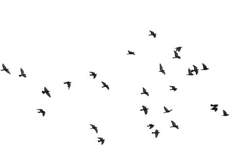 Black Birds Flying, Autocad 2016, Birds Png, Flying Pigeon, Holi Photo, Photoshop Rendering, Pure White Background, Birds In The Sky, Free Hand Rangoli Design