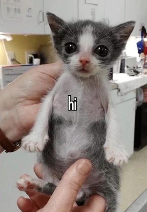 Cat Saying Hi, Saying Hi, Cat Quotes, Say Hi, Cutie Patootie, Kitty, Animals