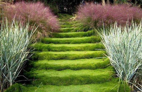 Gardening 101: Zoysia Grass Common Lawn Weeds, Zoysia Grass, Garden Pavers, Wild Onions, Lawn Alternatives, Garden Paving, Grasses Garden, Gardening 101, Charming Garden