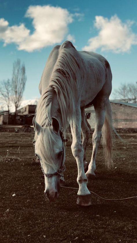 Horse Esthetics, Blue Roan, Horse Equestrian, Animals Love, Pretty Horses, White Horse, Equestrian, Cute Animals, Places To Visit