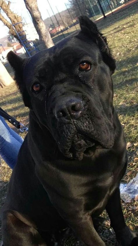 Azra CC Came Corse Dog, Cana Corso, Kane Korso, Cane Corso Italian Mastiff, Cane Corsos, Cane Corso Mastiff, Mastiff Breeds, Short Haired Dogs, Cane Corso Puppies