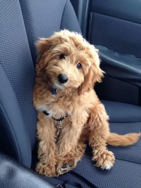 Miniature Goldendoodle, Goldendoodle Miniature, Poodle Mix Breeds, Mini Goldendoodle, Miniature Dogs, Goldendoodle Puppy, Adorable Dogs, Poodle Mix, Blue Heeler