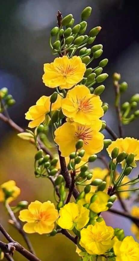 Yellow Apricot Blossom, Rose Pic, Apricot Blossom, Nature Photography Flowers, Strange Flowers, Beautiful Flowers Photography, Flower Yellow, Android Wallpaper Flowers, Fruit Plants